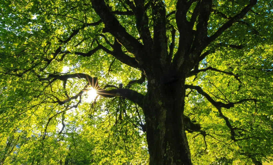 Big Tree